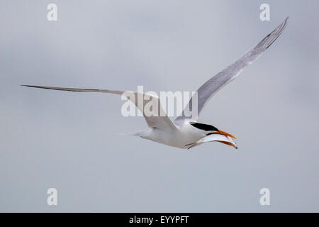 Raubseeschwalbe (Hydroprogne Caspia, Sterna Caspia), im Flug mit Beute, USA, Florida Stockfoto