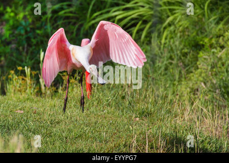 rosige Löffler (Ajaia Ajaia), fliegen, Tampa, Florida, USA und Westkueste Stockfoto