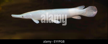 Alligator Gar (Atractosteus Spachtel), Albino, USA, Florida Stockfoto