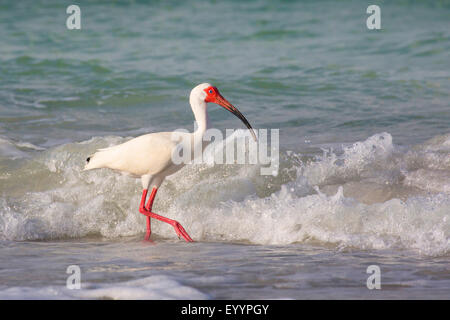 weißer Ibis (Eudocimus Albus), Suche nach Nahrung in der Drift-Linie vor dem brechen der Wellen, Tampa, Florida, USA und Westkueste Stockfoto