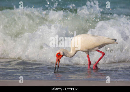 weißer Ibis (Eudocimus Albus), Suche nach Nahrung in der Drift-Linie vor dem brechen der Wellen, Tampa, Florida, USA und Westkueste Stockfoto