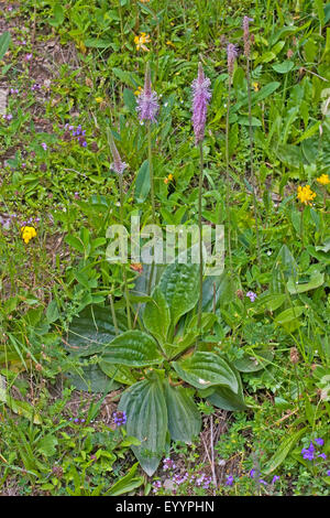 hoary Wegerich (Plantago Media), blühend, Deutschland Stockfoto