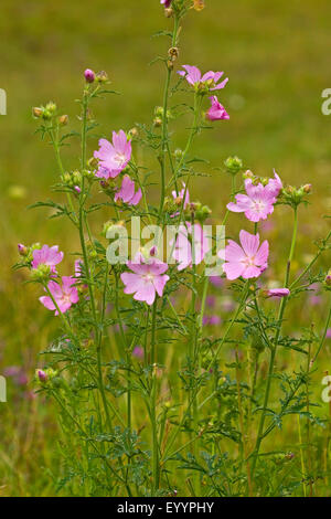 Moschusmalve, Moschus Cheeseweed (Malva Moschata), blühen, Deutschland Stockfoto