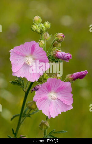 Moschusmalve, Moschus Cheeseweed (Malva Moschata), blühen, Deutschland Stockfoto