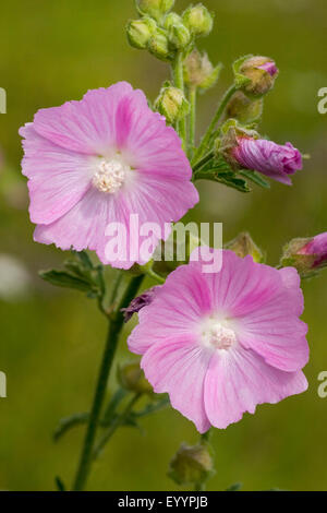 Moschusmalve, Moschus Cheeseweed (Malva Moschata), blühen, Deutschland Stockfoto