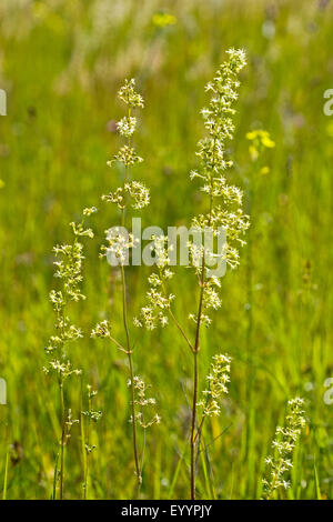 Spanische Leimkraut (Silene Otitiden, Cucubalus Otitiden), Blüte, Deutschland Stockfoto