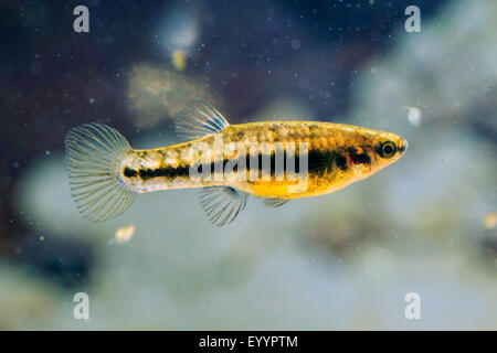 wenigsten Killifische (Heterandria Formosa), Weiblich, USA, Florida, Kissimmee Stockfoto