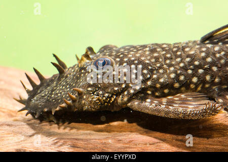 Blau-Kinn Ancistrus blau-Kinn Xenocara, Bushymouth Wels, gold Fleck Bristlenose, große Fin Bristlenose (Ancistrus Dolichopterus, Xenocara Dolichoptera), Männlich, Porträt Stockfoto