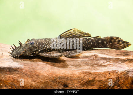 Blau-Kinn blau-Kinn Xenocara, Bushymouth Wels, gold Fleck Bristlenose, große Fin Bristlenose (Ancistrus Dolichopterus, Xenocara Dolichoptera), Ancistrus, Männlich Stockfoto