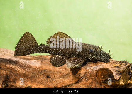 Blau-Kinn blau-Kinn Xenocara, Bushymouth Wels, gold Fleck Bristlenose, große Fin Bristlenose (Ancistrus Dolichopterus, Xenocara Dolichoptera), Ancistrus, Männlich Stockfoto