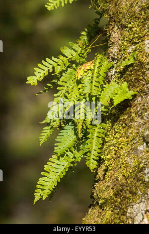 gemeinsamen Maisöl (Polypodium Vulgare), bei einem moosigen Baumstamm, Deutschland Stockfoto