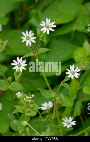 Wasser Vogelmiere, Wasser Hahnenfußgewächse, Riesen-Vogelmiere (Myosoton Aquaticum, Stellaria Aquatica, filziges Aquaticum, Malachium Aquaticum), blühen, Deutschland Stockfoto