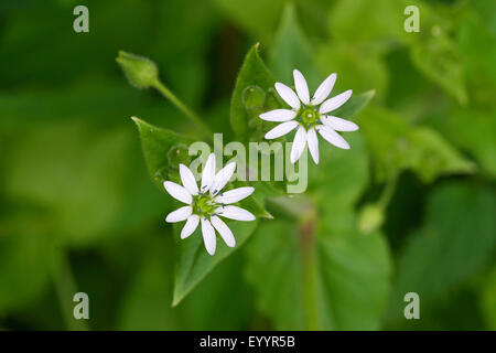 Wasser Vogelmiere, Wasser Hahnenfußgewächse, Riesen-Vogelmiere (Myosoton Aquaticum, Stellaria Aquatica, filziges Aquaticum, Malachium Aquaticum), blühen, Deutschland Stockfoto