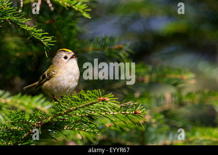 Wintergoldhähnchen (Regulus Regulus), männliche sitzt auf einem Fichte Zweig, singen, Schweiz, Wallis Stockfoto