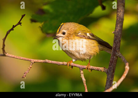 Wintergoldhähnchen (Regulus Regulus), sitzt Frau auf einem Zweig, Schweiz, Wallis Stockfoto