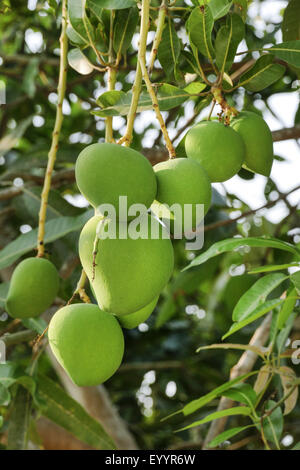 Mangobaum (Mangifera Indica), unreife Früchte auf dem Baum, Thailand, Chiang Rai Stockfoto