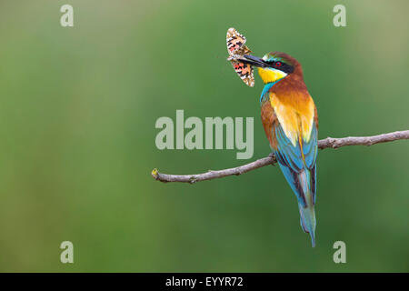 Europäische Biene-Esser (Merops Apiaster), sitzt auf einem Zweig mit einem Schmetterling in der Stückliste, Schweiz, Wallis Stockfoto