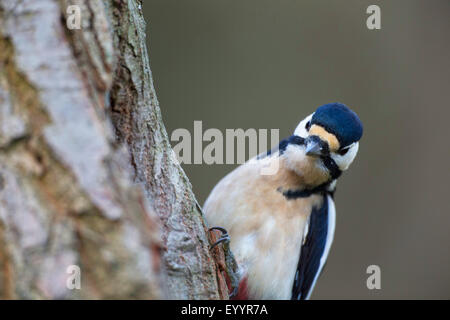 Buntspecht (Picoides major, Dendrocopos großen), Männlich, Suche Essen an einem Baumstamm, Deutschland Stockfoto