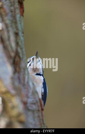 Buntspecht (Picoides major, Dendrocopos großen), Männlich, Suche Essen an einem Baumstamm, Deutschland Stockfoto