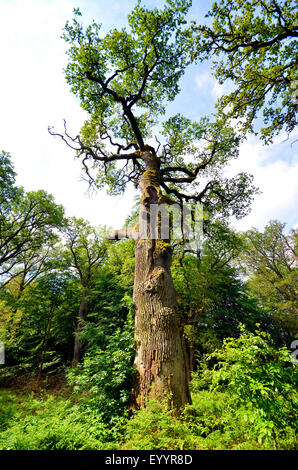 Stieleiche pedunculate Eiche, Stieleiche (Quercus Robur), alte Eiche im Urwald Sababurg, Deutschland, Hessen, Reinhardswald Stockfoto