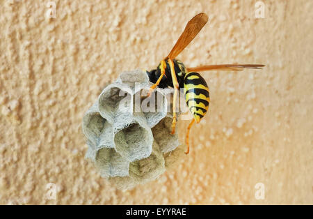 Paper Wasp (Polistes spec.), Aufbau einer Wespe nisten an einer Hauswand, Spanien, Balearen, Mallorca Stockfoto