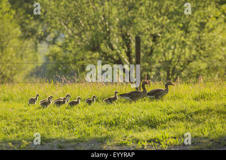 Graugans (Anser Anser), zu zweit, mit vielen Küken auf einer Wiese im Gegenlicht, Deutschland, Bayern, See Chiemsee Stockfoto