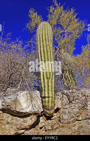 Saguaro-Kaktus (Carnegiea Gigantea, Cereus Giganteus), wächst auf einem Felsen, USA, Arizona, Organ Pipe Cactus National Monument Stockfoto