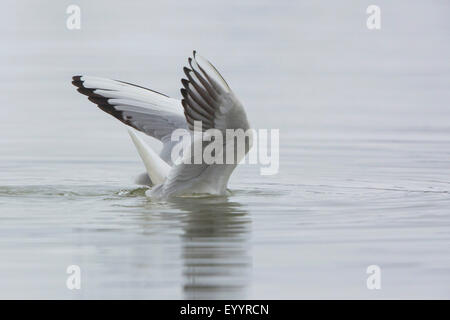 Lachmöwe (Larus Ridibundus, Chroicocephalus Ridibundus), Fütterung aus unteren Black-headed Gull, Deutschland, Bayern, See Chiemsee Stockfoto