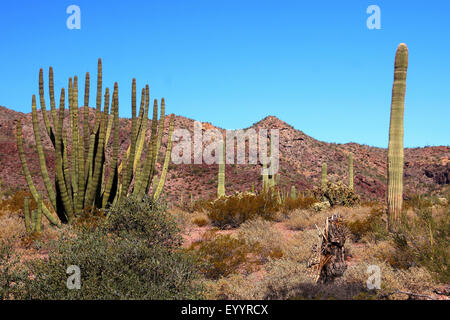 Saguaro Kaktus (Carnegiea Gigantea, Cereus Giganteus), in der Wüstenlandschaft, USA, New Mexico, Organ Pipe Cactus National Monument Stockfoto