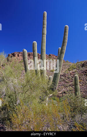 Saguaro Kaktus (Carnegiea Gigantea, Cereus Giganteus), in der Wüstenlandschaft, USA, New Mexico, Organ Pipe Cactus National Monument Stockfoto