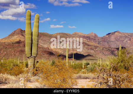 Saguaro Kaktus (Carnegiea Gigantea, Cereus Giganteus), in der Wüstenlandschaft, USA, New Mexico, Organ Pipe Cactus National Monument Stockfoto