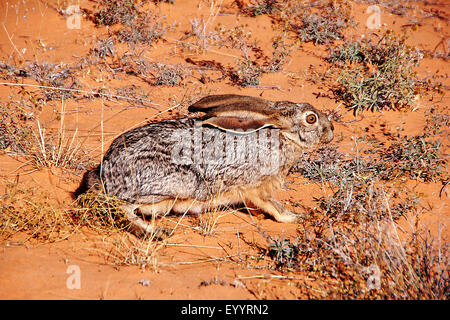 schwarz-angebundene Jack Rabbit (Lepus Californicus), in der Vermilion Cliffs National Monument, USA, Arizona, Vermilion Cliffs Stockfoto