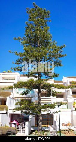 Norfolk Insel Pine (Araucaria Heterophylla, Araucaria Excelsa), in einem Vorgarten, Spanien, Balearen, Mallorca Stockfoto