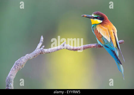 Europäische Biene-Esser (Merops Apiaster), auf einem Ast mit einer Auffangschale Insekt in der Stückliste, Schweiz, Wallis Stockfoto