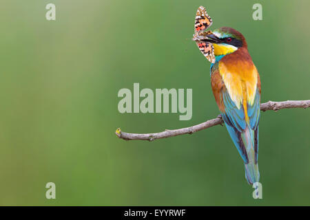 Europäische Biene-Esser (Merops Apiaster), sitzt auf einem Zweig mit einem Schmetterling in der Stückliste, Schweiz, Wallis Stockfoto