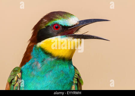 Europäische Biene-Esser (Merops Apiaster), Portrait eines Biene-Esser mit offener Rechnung, Schweiz, Wallis Stockfoto