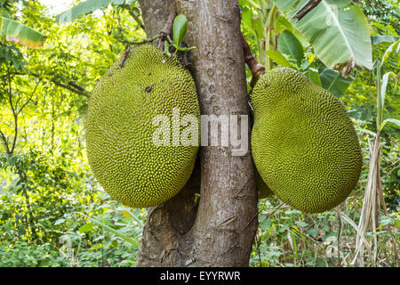 Jackfrucht (Artocarpus Heterophyllus), Streifenhyänen auf einem Baum, Thailand, Chiang Rai Stockfoto