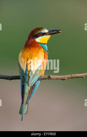 Europäische Biene-Esser (Merops Apiaster), sitzt auf einem Zweig mit ein Insekt in der Stückliste, Schweiz, Wallis Stockfoto