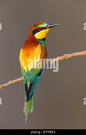 Europäische Biene-Esser (Merops Apiaster), sitzt auf einem Zweig, Schweiz, Wallis Stockfoto