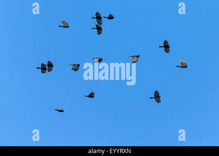 Alpine Alpenkrähe (Pyrrhocorax Graculus), scharen sich im Flug, Schweiz, Wallis Stockfoto