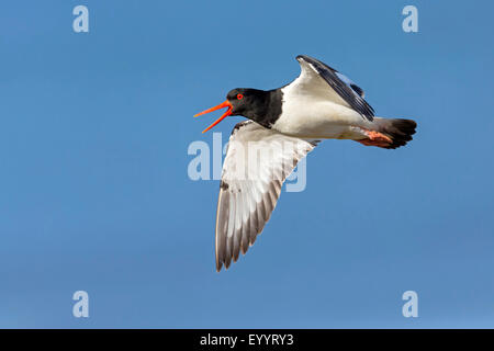 Paläarktis Austernfischer (Haematopus Ostralegus), im Flug, Schweiz, Wallis Stockfoto