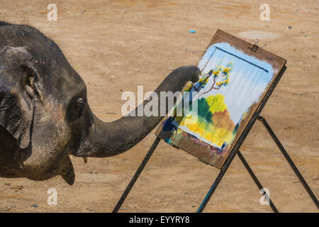 Asiatischer Elefant, Asiatischer Elefant (Elephas Maximus), junger Elefant Zeichnen eines Bildes in der Maesa Elephant Camp, Thailand, Chiang Mai Stockfoto