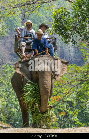 Asiatischer Elefant, Asiatischer Elefant (Elephas Maximus), Touristen, Reiten auf einem Elefanten in der Maesa Elephant Camp, Thailand, Chiang Mai Stockfoto