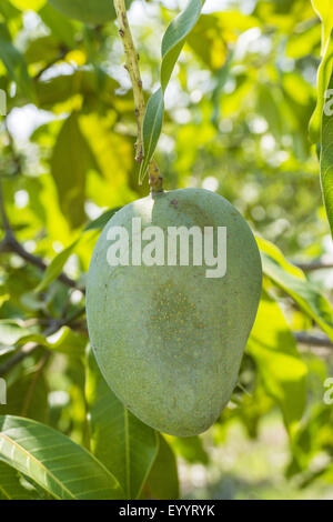 Mangobaum (Mangifera Indica), Frucht auf einem Baum, Thailand, Chiang Rai Stockfoto