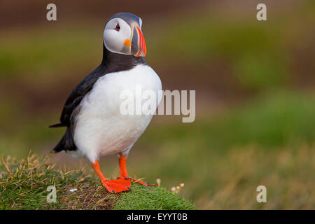 Papageitaucher, gemeinsame Papageientaucher (Fratercula Arctica), Papageientaucher zu Fuß auf einem Hügel, Island, Vestfirðir, Hvallaetur Stockfoto