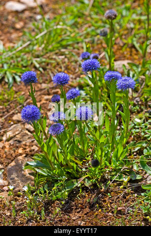 Kugel Blume, gemeinsame Globularia, gemeinsame Trollblume, Globe Daisy (Globularia Trommler), blühen, Deutschland Stockfoto