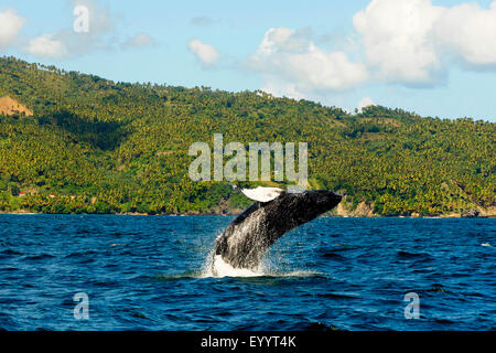 Buckelwal (Impressionen Novaeangliae), springt aus dem Wasser, Dominikanische Republik, Samana Buckelwale Stockfoto