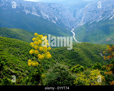 Afrikanische Ammoniacum (Ferula Communis), blühenden afrikanischen Ammoniacum in einer Berglandschaft, Italien, Sardinien Stockfoto