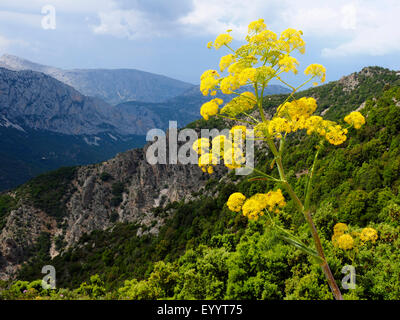 Afrikanische Ammoniacum (Ferula Communis), blühenden afrikanischen Ammoniacum in einer Berglandschaft, Italien, Sardinien Stockfoto