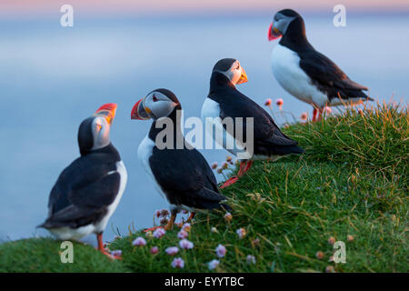 Papageitaucher, gemeinsame Papageientaucher (Fratercula Arctica), gemeinsame Papageientaucher auf Meer Rosa an der Klippe, Island, Vestfirðir, Hvallaetur Stockfoto